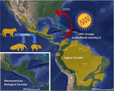 Canine Distemper Virus (CDV) Transit Through the Americas: Need to Assess the Impact of CDV Infection on <mark class="highlighted">Species Conservation</mark>